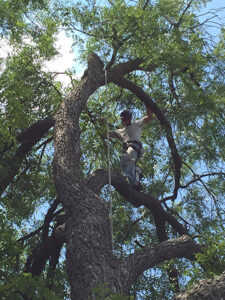 Pruning and Fertilizing