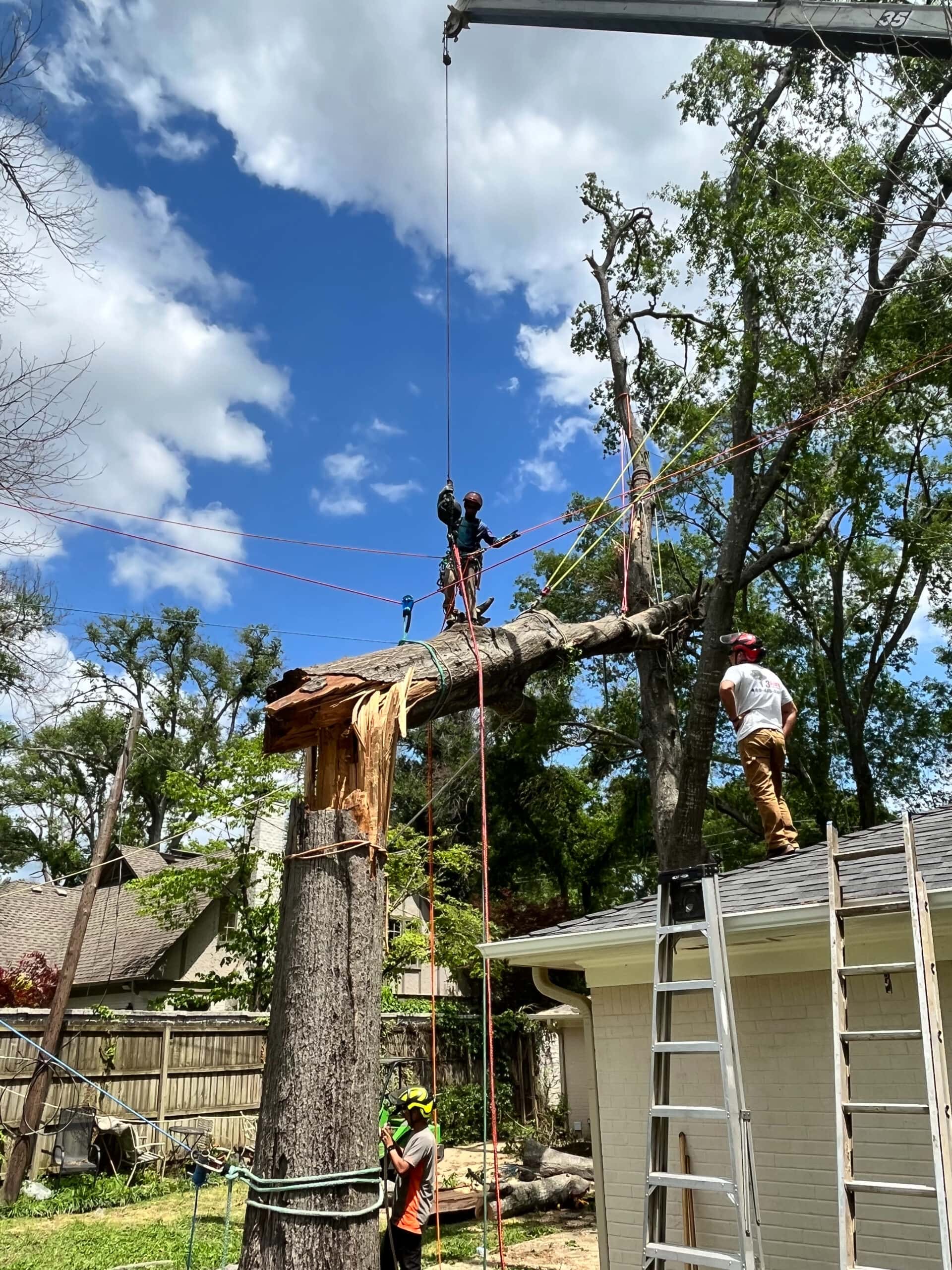 Tree Rescue Sign Testimonials - 3 Alarm Tree Rescue