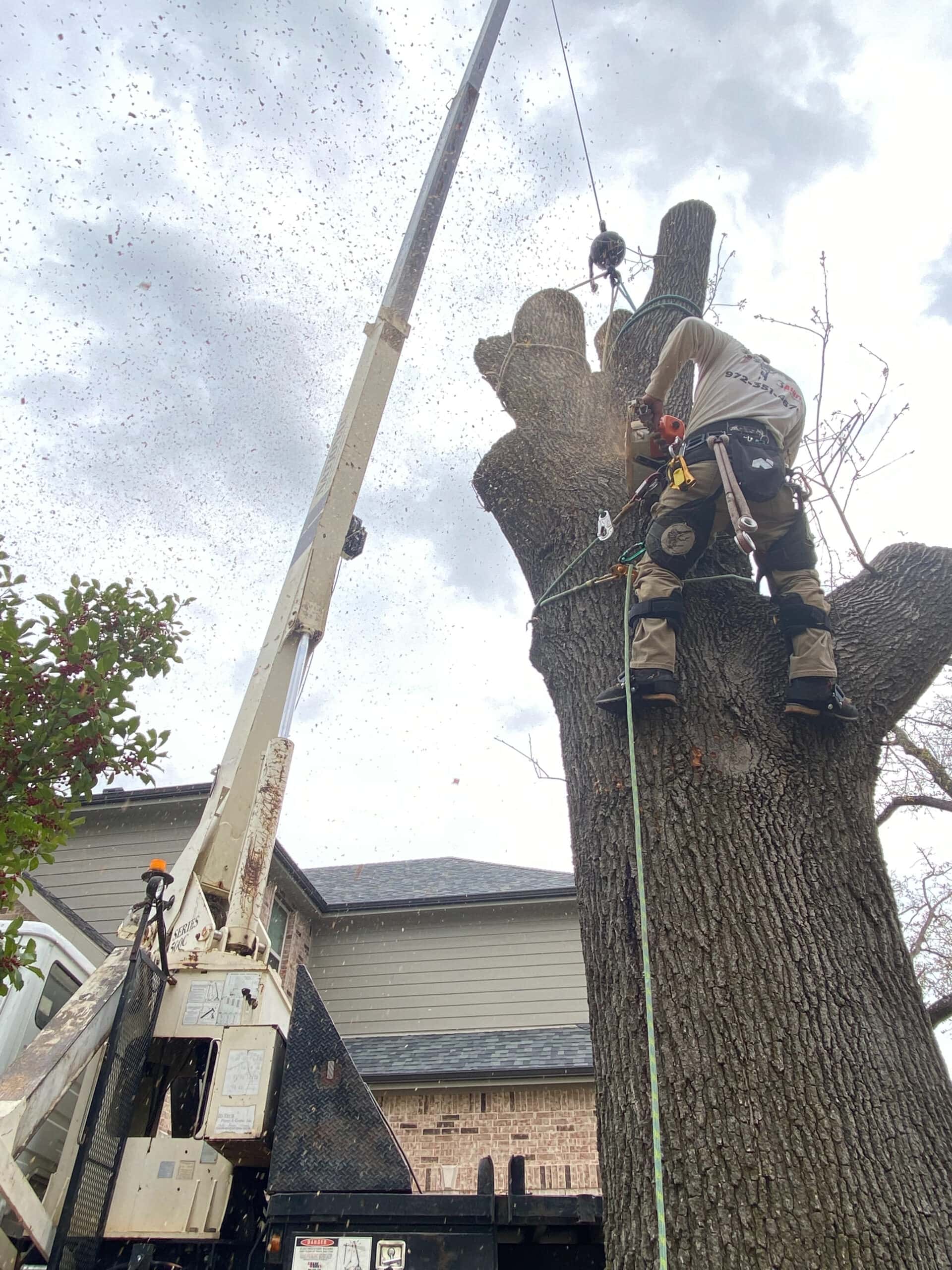 Tree Trimming and Pruning